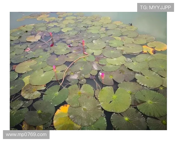 飞盘追梦：杨娜的竞技人生与心灵对话之旅